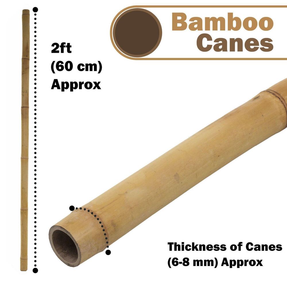 40 x 2ft (60cm) Bamboo canes