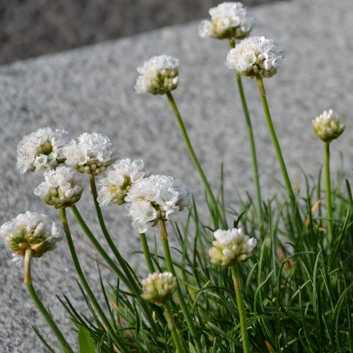 Armeria pseudarmeria White 3L