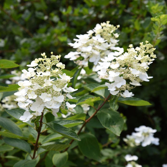 Hydrangea paniculata 'Unique' 1L