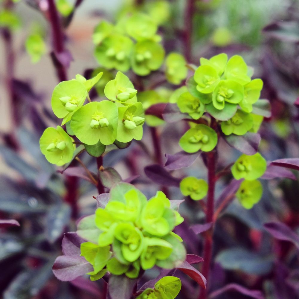 'Purpurea' Euphorbia Evergreen Perennial Plant - 17cm Pot