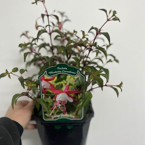 Hardy Fuchsia 'Madame Cornelissen' 2L