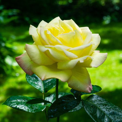 Rose 'Peace' | Hybrid Tea | 4L Potted Rose (PRE ORDER FOR DECEMBER)