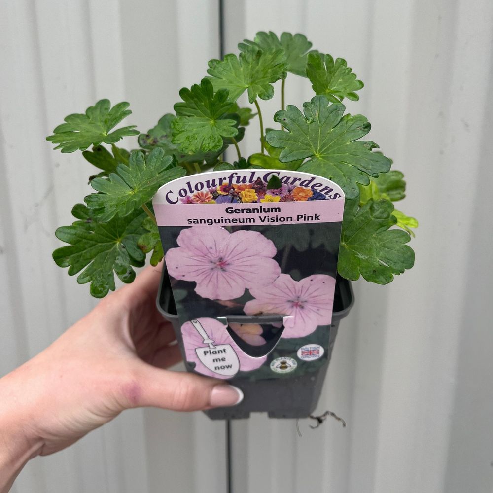 'Vision Pink' Geranium Sanguineum Deciduous Perennial Plant - 9cm Pot