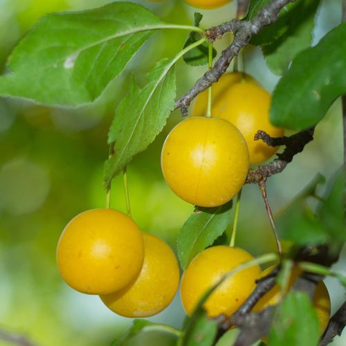 Dwarf Patio Plum Tree 'Mirabelle de Nancy' 1M