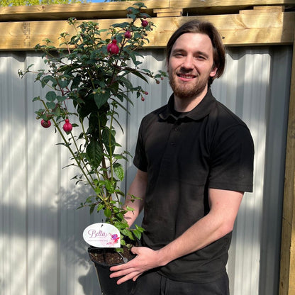 Fuchsia on Stem (Standard Fuchsia) 'Bella' 70-80cm