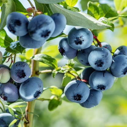 'Bluegold' Vaccinium Corymbosum Blueberry Shrub Plant - 17cm Pot