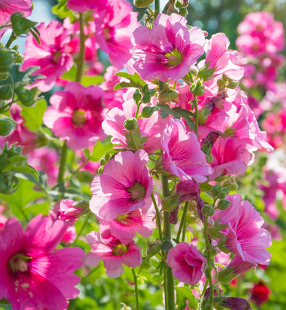 Pack Of 5 Mixed Perennials For A Sunny Site - 9cm to 13.5cm Pots