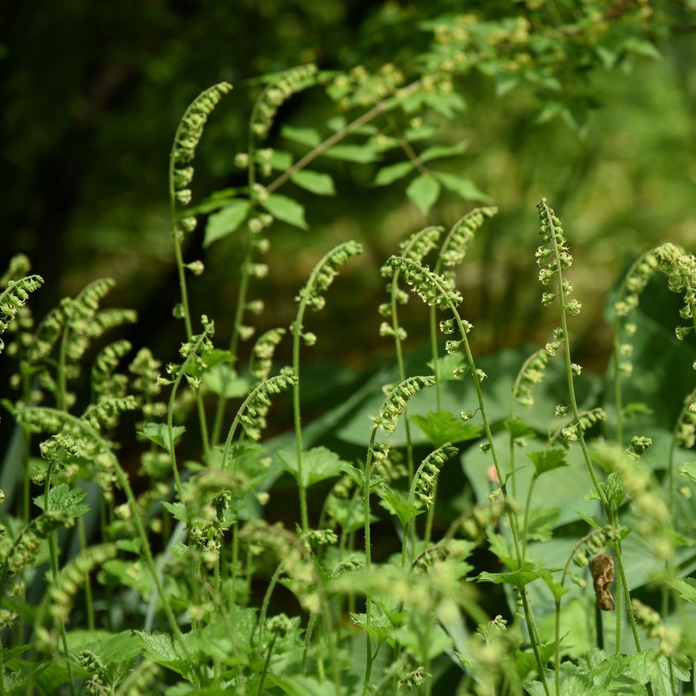 'Fringe Cups' Tellima Grandiflora Summer Flowering Perennial Plant - 9cm Pot