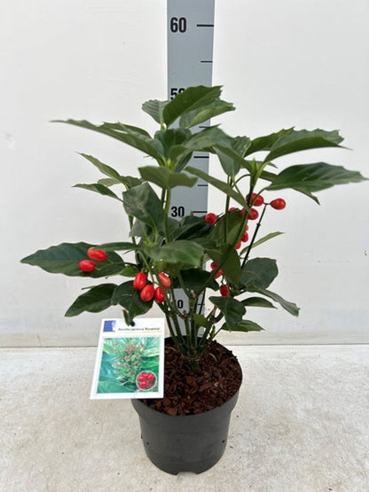 'Rozannie' Aucuba Japonica Flowering Evergreen Shrub Plant  - 17cm Pot 40-50cm