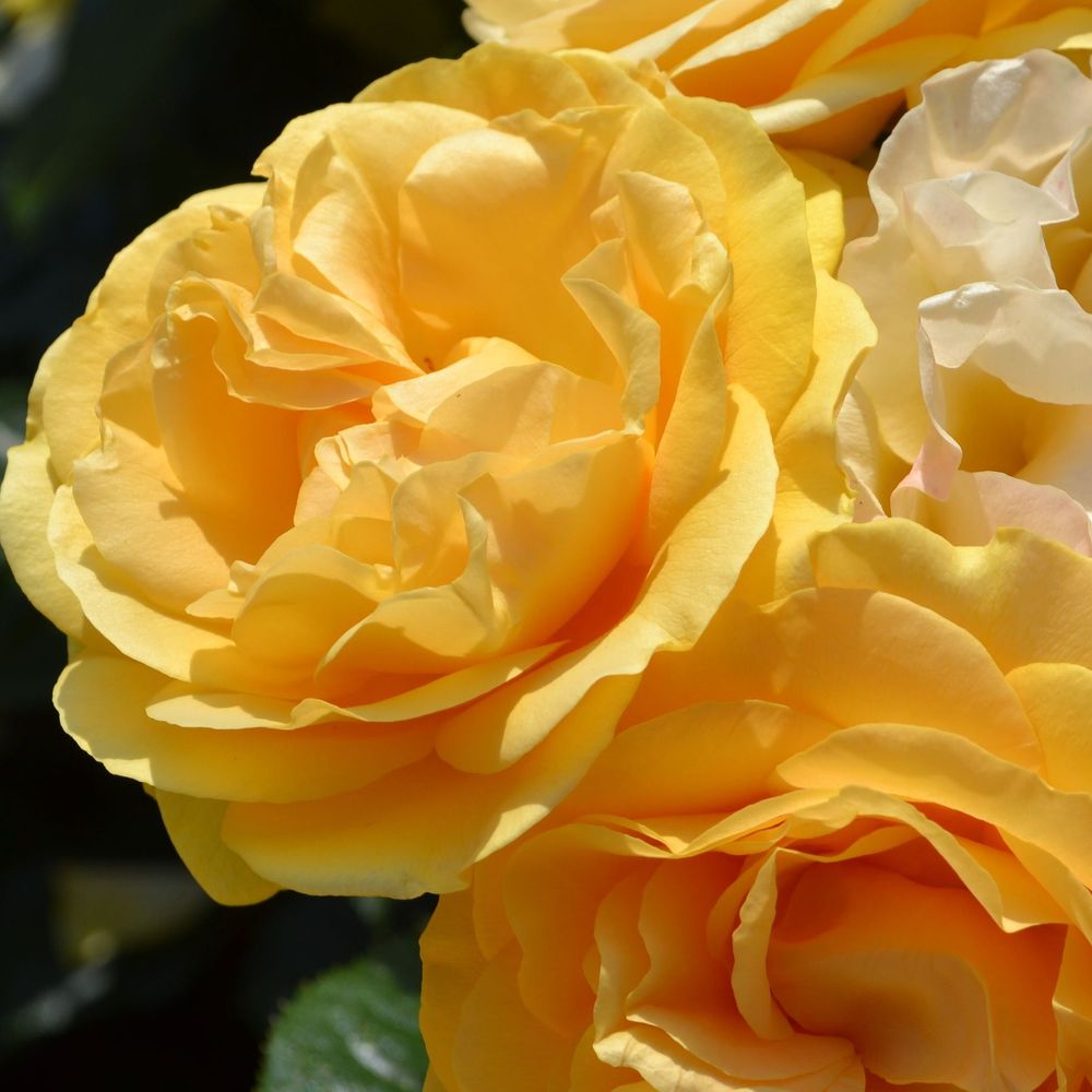 'Absolutely Fabulous' Floribunda Potted Rose - 20cm Pot Pre-order for December