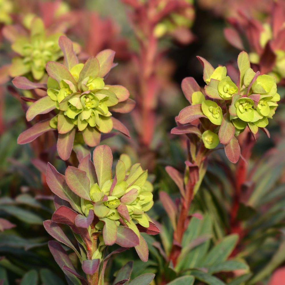 'Purpurea' Euphorbia Evergreen Perennial Plant - 17cm Pot