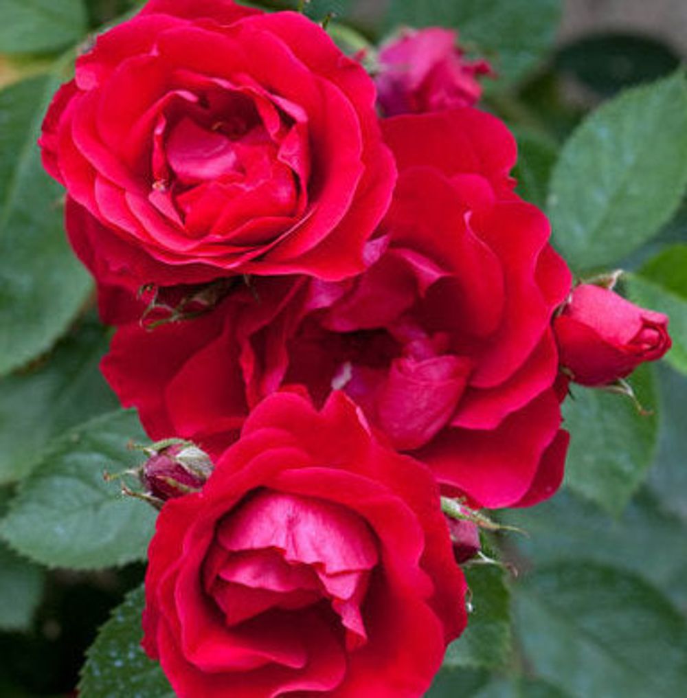 Rose Scarlet Queen Elizabeth | Floribunda | 4L Potted Rose - Pre-order for December