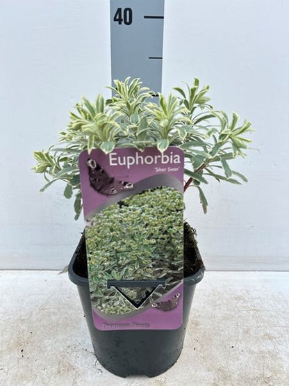 Euphorbia characias 'Silver Swan' 2L