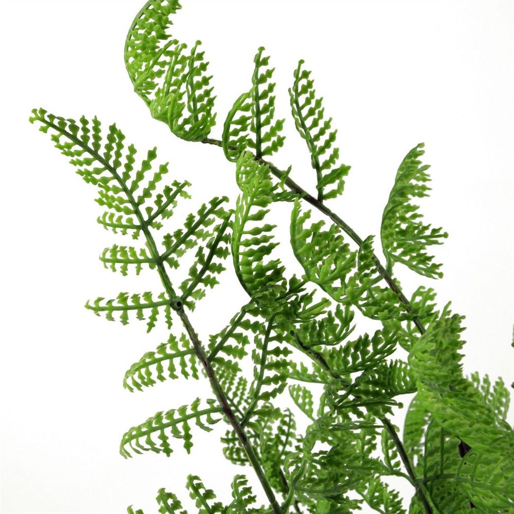 50cm Southern Wood Fern Bush Dark Green Plant