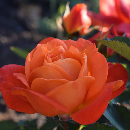 Rose Super Trouper | Floribunda Rose | 4L Potted Rose - Pre-order for December