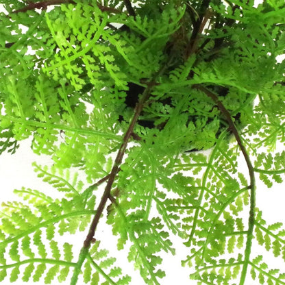 30cm Artificial Potted Lady Fern (Athyrium Filix-Femina)