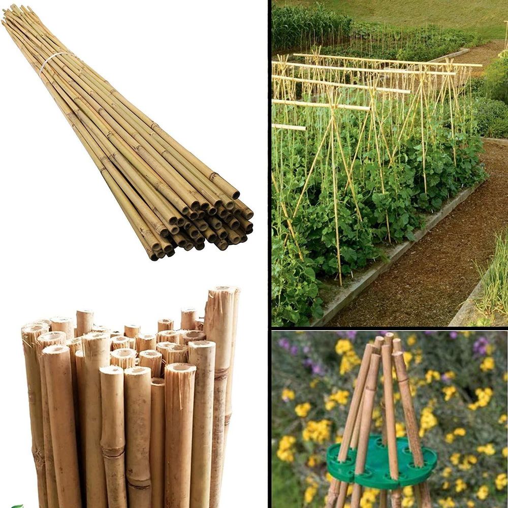 40 x 2ft (60cm) Bamboo canes