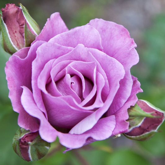 Blue Moon Rose | Climbing Rose | 4L Potted Rose - Pre-order for December