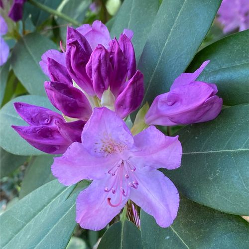 Rhododendron 'Moerheim' 1L