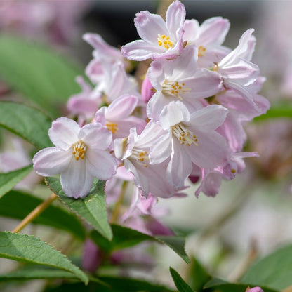 'Mount Rose' Deutzia Flowering Deciduous Shrub Plant - 13cm Pot