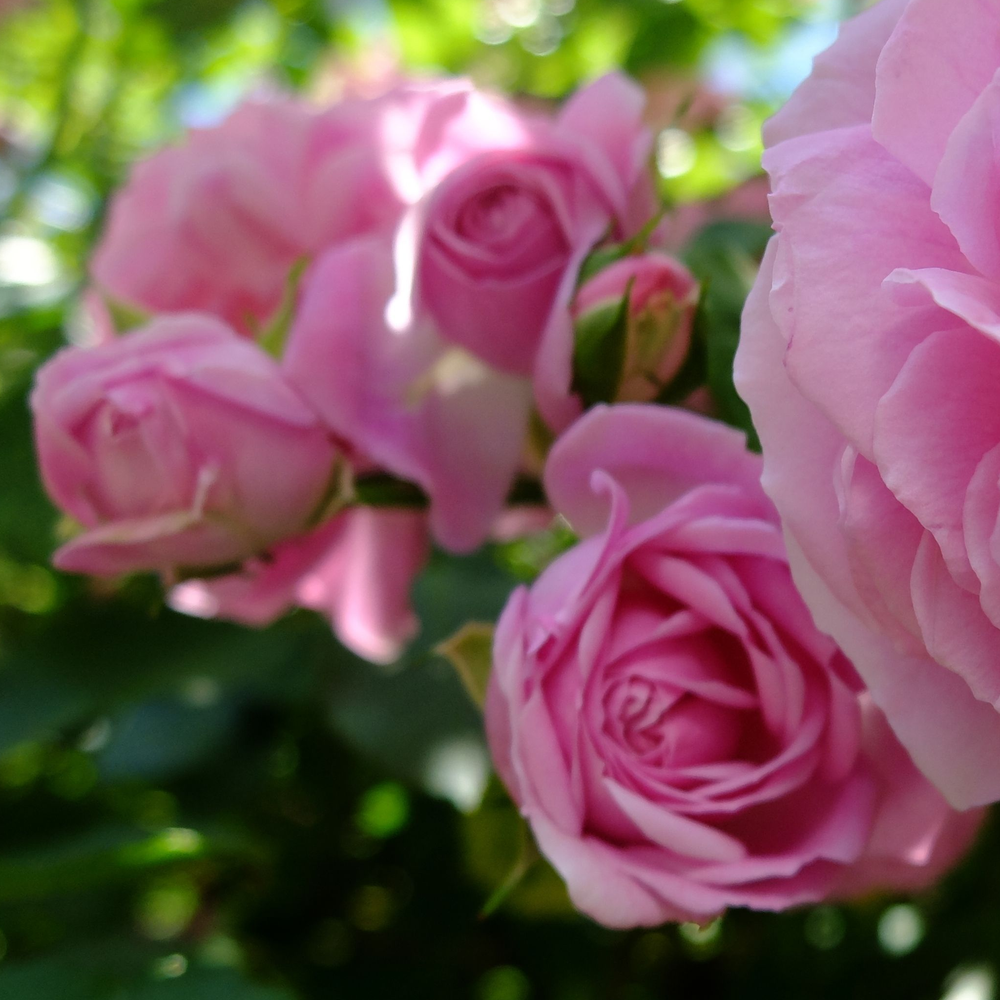 Special Anniversary Rose | Hybrid Tea Rose | 4L Potted Rose - Pre-order for December