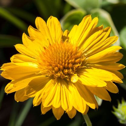 'Mesa Yellow' Gaillardia Summer Flowering Herbaceous Perennial Plant - 9cm Pot