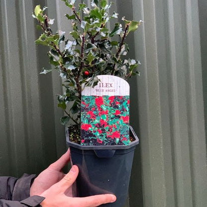 Ilex 'Blue Angel' Holly 2L