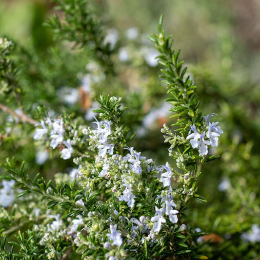 Rosmarinus officinalis 'Prostratus Group' 9cm-2L