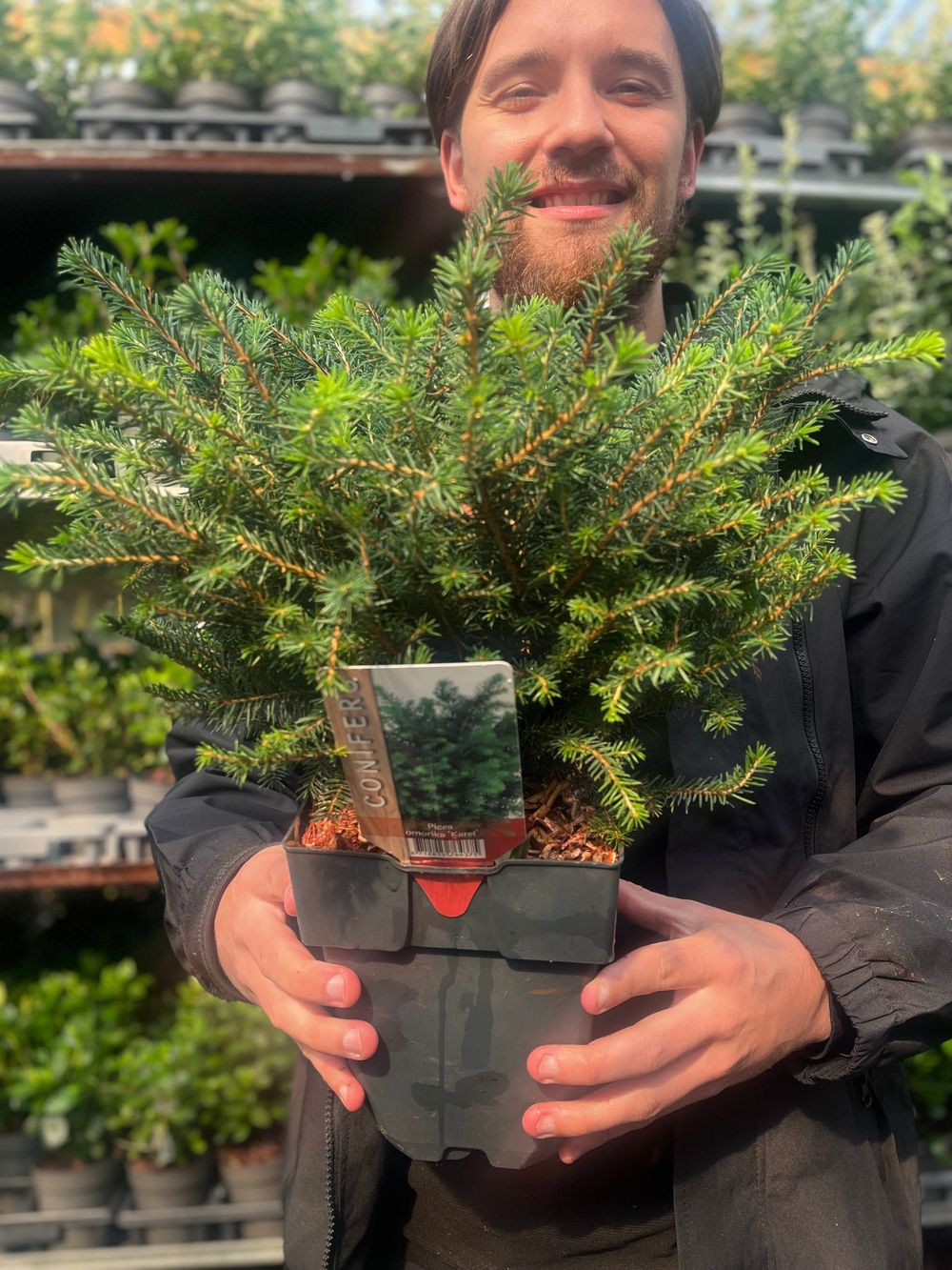 Picea omorika 'Karel' 2L