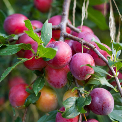 'Victoria' Plum Tree 100-110cm