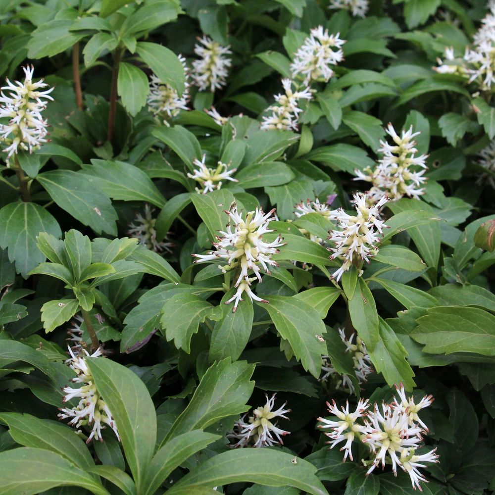 'Japanese Spurge' Pachysandra Terminalis Flowering Evergreen Plant - 9cm Pot