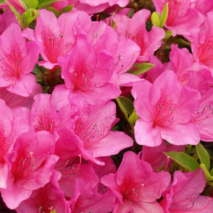 Azalea 'Anouk' 1L