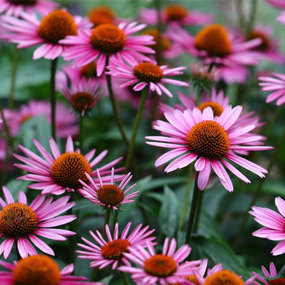 Echinacea purpurea 'Magnus' 9cm Pot