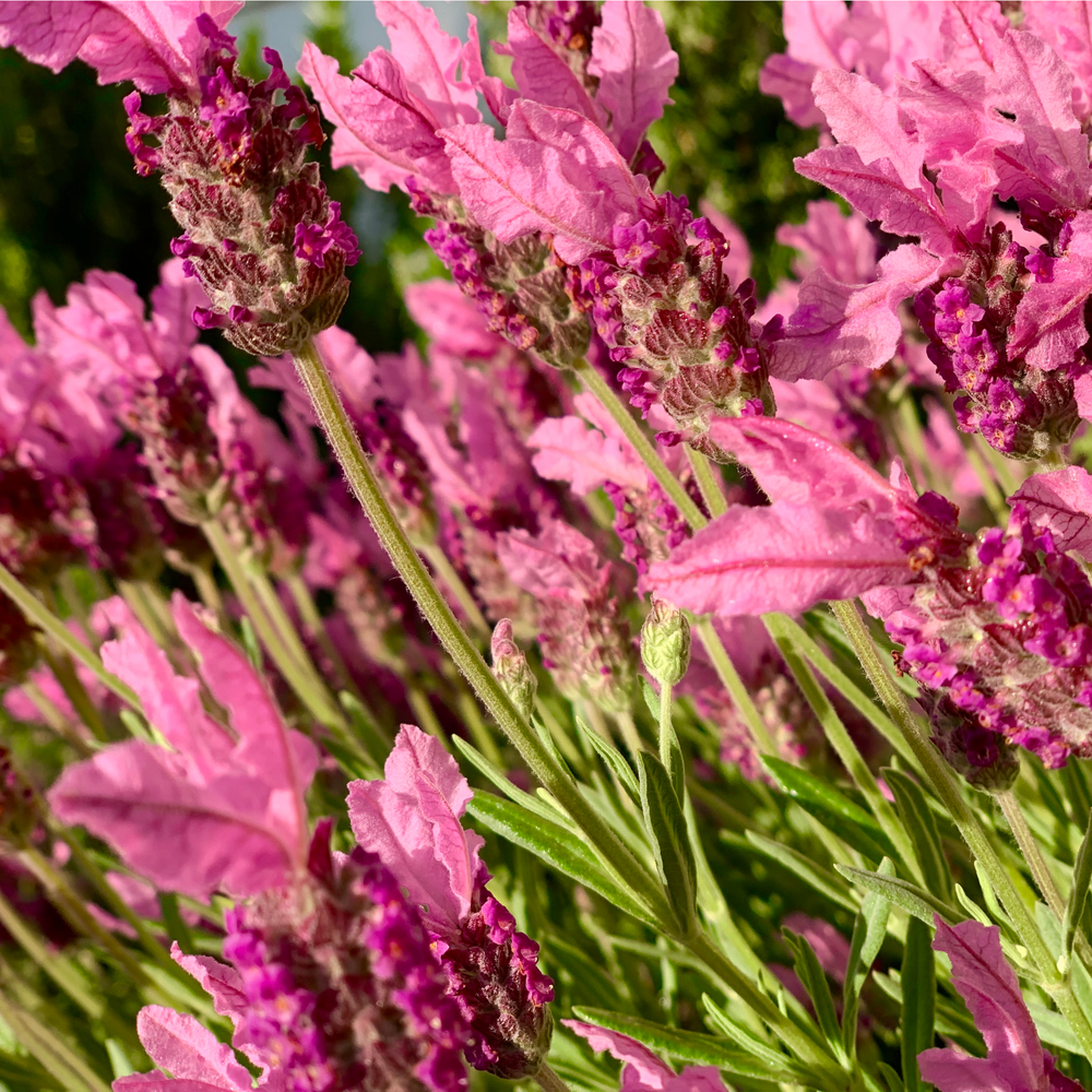 Lavender stoechas 'Javelin Rose' 9cm