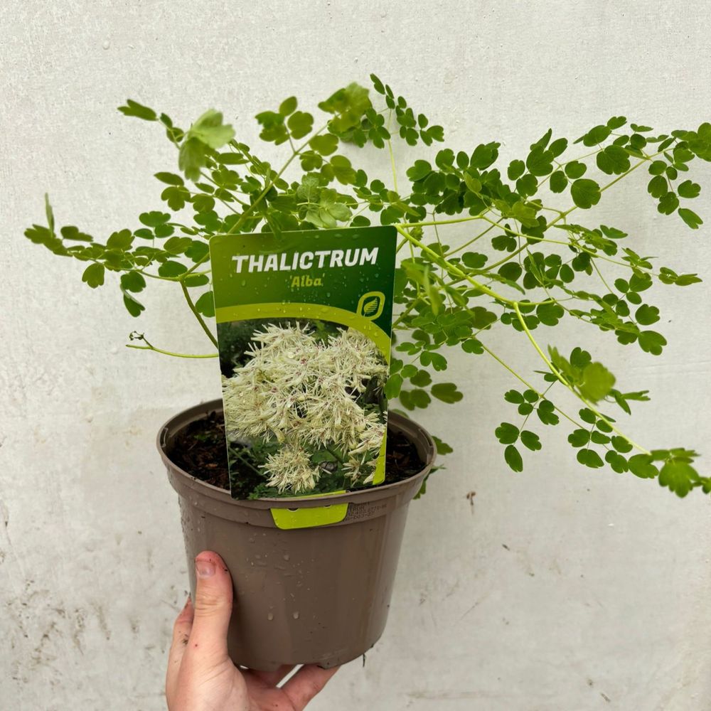 Thalictrum 'Alba' 2L