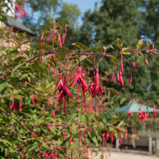 Hardy Fuchsia 'Riccartonii' 9cm / 2L