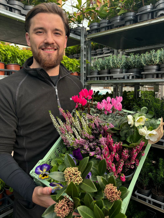 Autumn and Winter Flowering Bundle