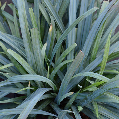 'Bunny Blue' Carex Laxiculmis Evergreen Perennial Plant - 17cm Pot