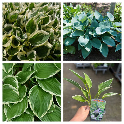 Mixed Pack Of 3 Hostas Herbaceous Perennials Plant - 9cm Pot