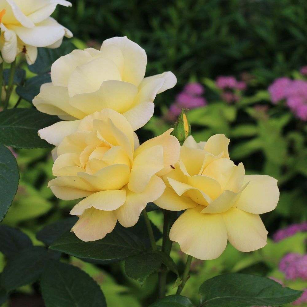 Rose Arthur Bell | Floribunda Rose | 4L Potted Rose - Pre-order for December