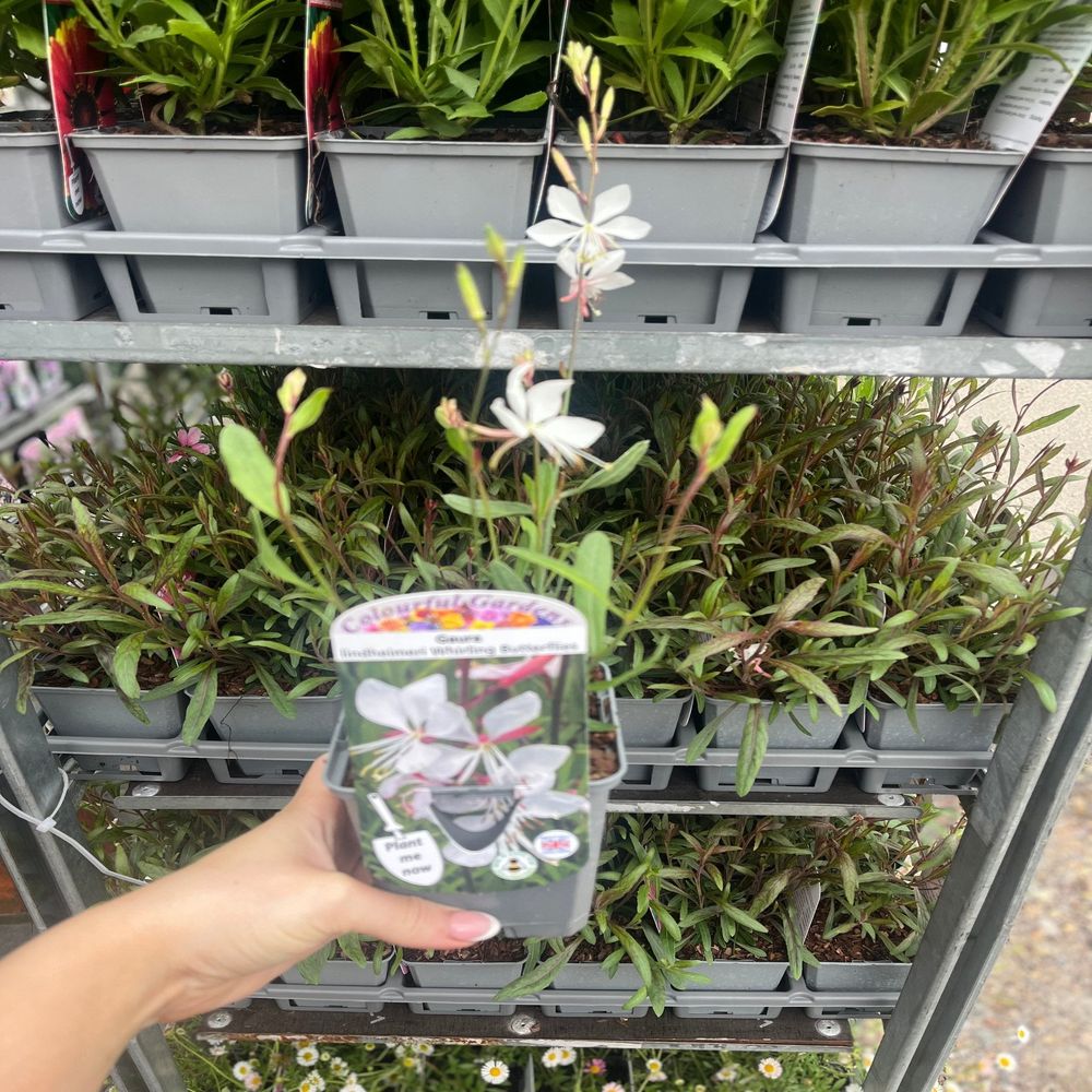 Gaura 'Whirling Butterflies' 9cm Growers Pot