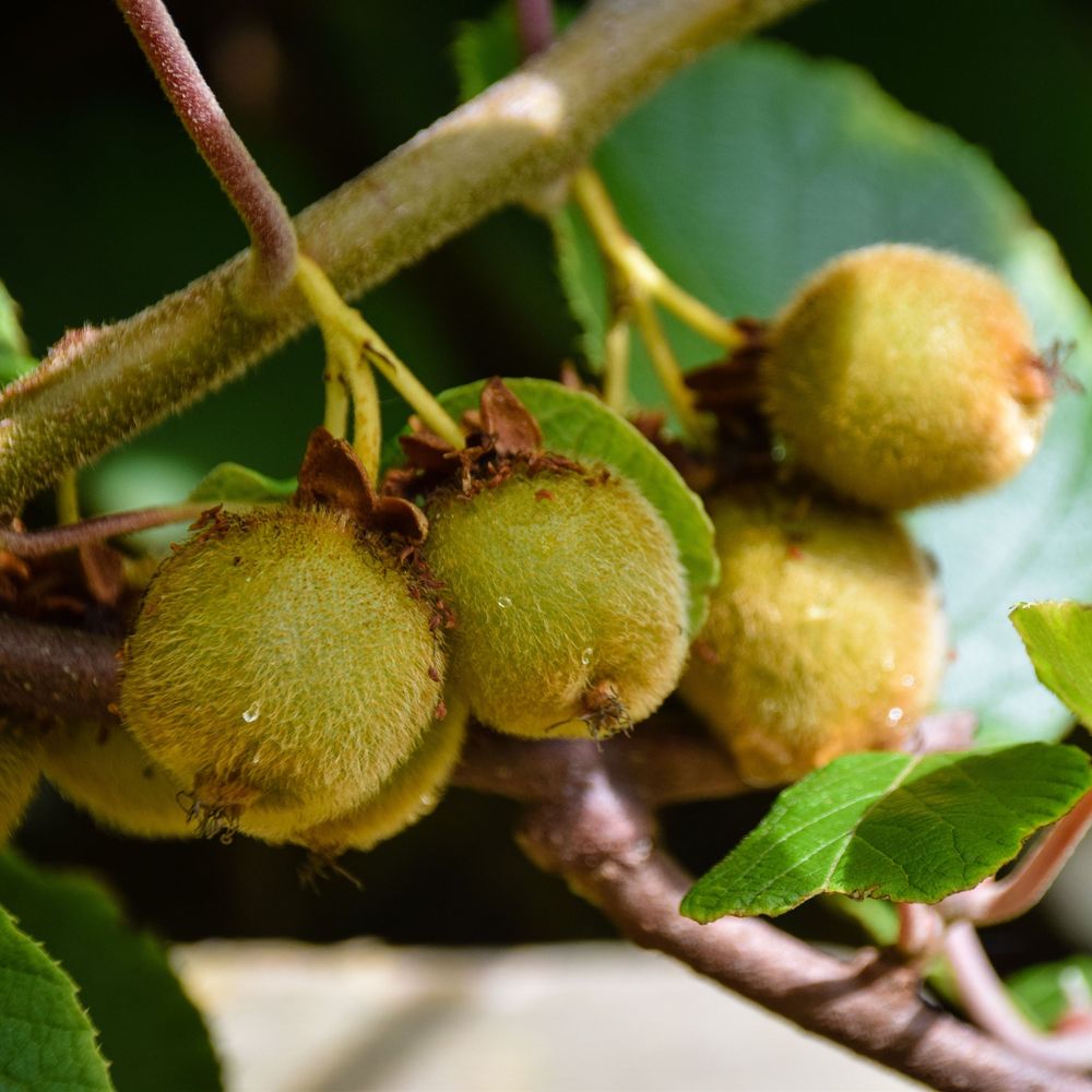 'Kiwi Jenny' Actinidia Deliciosa Deciduous Climber Plant - 17cm Pot