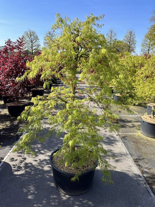 Acer palmatum Dissectum  65L 180cm