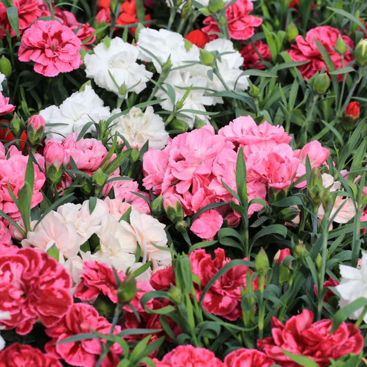 Dianthus (Our Choice) Herbaceous Perennial Plant - 9cm Pot