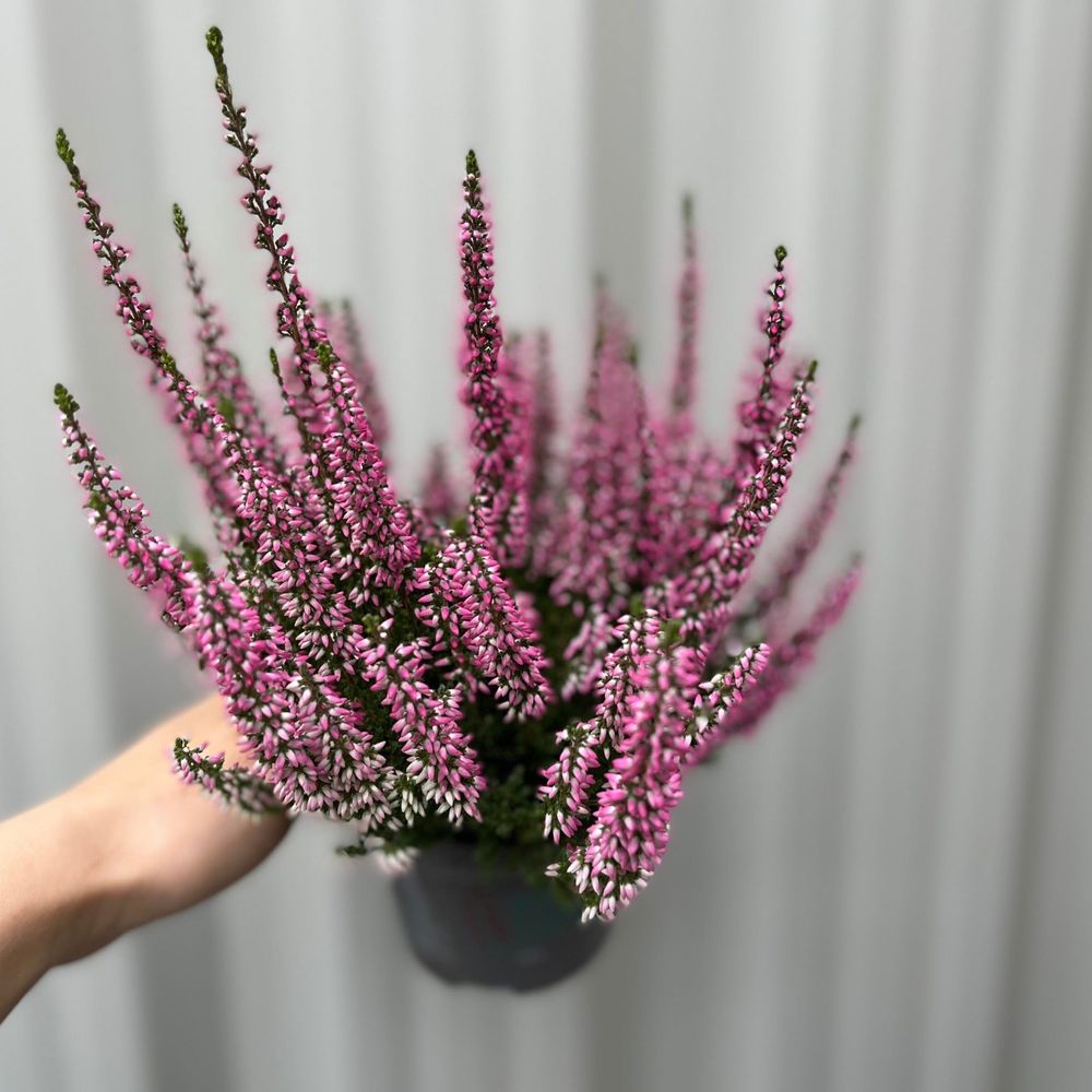 Calluna Heather Pink Flowering Shrub Plant - 9cm Pot