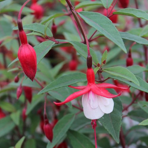 Hardy Fuchsia 'Madame Cornelissen' 2L