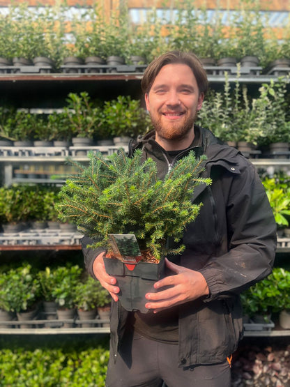 Picea omorika 'Karel' 2L