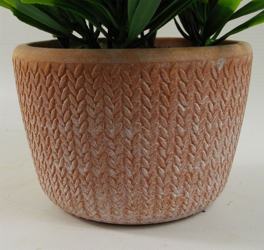 22cm Foliage Honey Plant Light Green in Terracotta Pot