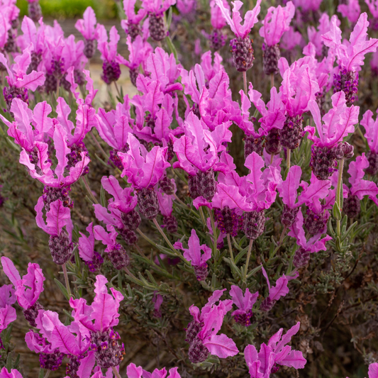 Lavender stoechas 'Javelin Rose' 9cm