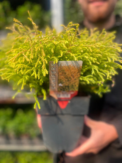 'Golden Tuffet' Thuja Occidentalis Conifer Plant - 17cm Pot